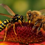 distinciones entre avispa y abeja